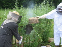 bee swarm.JPG